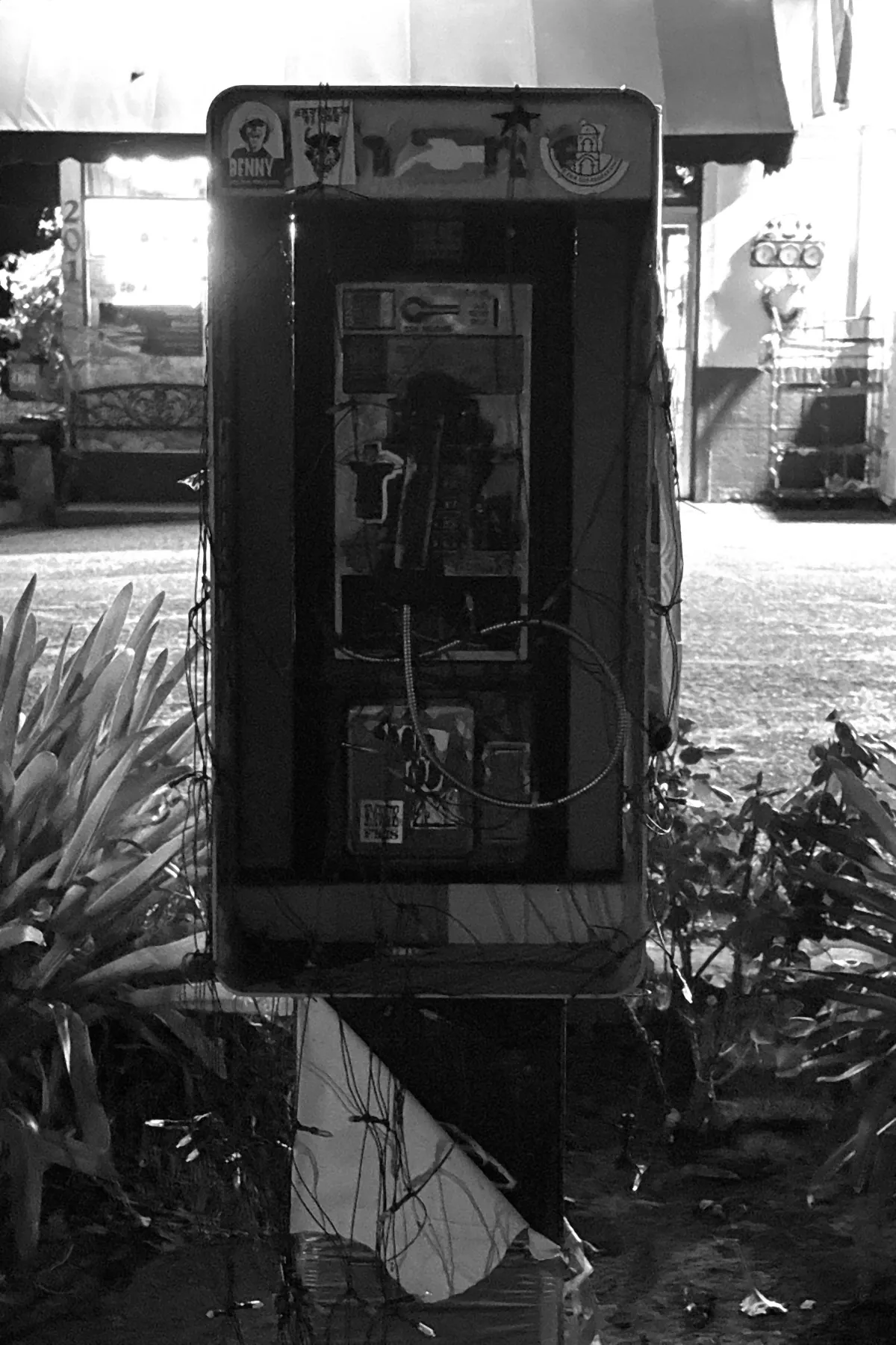 Black-and-white photograph of a stripped payphone at night, handset gone and its cords hanging loose, standing in a bed of agave outside a lit storefront.